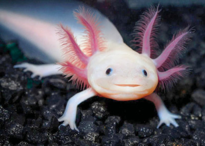 acsolotl.jpeg