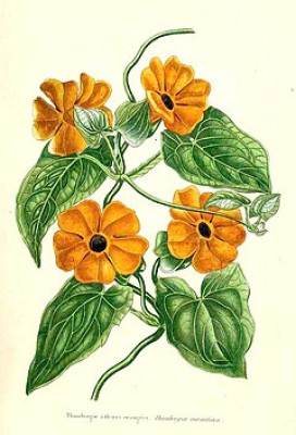 240px-Thunbergia_alata_illustration.jpg